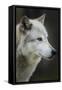 Gray Wolf, Canis lupus, Yellowstone, Montana.-Maresa Pryor-Framed Stretched Canvas