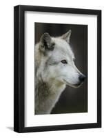 Gray Wolf, Canis lupus, Yellowstone, Montana.-Maresa Pryor-Framed Photographic Print