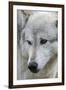 Gray Wolf, Canis lupus, Yellowstone, Montana.-Maresa Pryor-Framed Photographic Print