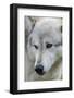 Gray Wolf, Canis lupus, Yellowstone, Montana.-Maresa Pryor-Framed Photographic Print