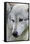 Gray Wolf, Canis lupus, Yellowstone, Montana.-Maresa Pryor-Framed Stretched Canvas