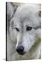 Gray Wolf, Canis lupus, Yellowstone, Montana.-Maresa Pryor-Stretched Canvas