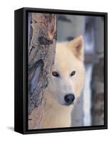 Gray Wolf, Canis Lupus-Lynn M^ Stone-Framed Stretched Canvas