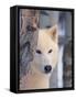 Gray Wolf, Canis Lupus-Lynn M^ Stone-Framed Stretched Canvas