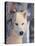 Gray Wolf, Canis Lupus-Lynn M^ Stone-Stretched Canvas