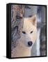 Gray Wolf, Canis Lupus-Lynn M^ Stone-Framed Stretched Canvas