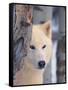 Gray Wolf, Canis Lupus-Lynn M^ Stone-Framed Stretched Canvas