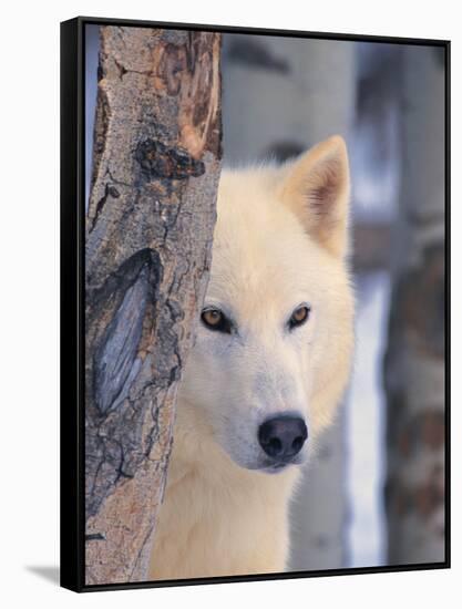 Gray Wolf, Canis Lupus-Lynn M^ Stone-Framed Stretched Canvas