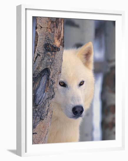 Gray Wolf, Canis Lupus-Lynn M^ Stone-Framed Premium Photographic Print