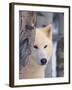 Gray Wolf, Canis Lupus-Lynn M^ Stone-Framed Premium Photographic Print