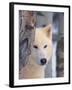 Gray Wolf, Canis Lupus-Lynn M^ Stone-Framed Premium Photographic Print