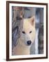 Gray Wolf, Canis Lupus-Lynn M^ Stone-Framed Premium Photographic Print