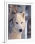Gray Wolf, Canis Lupus-Lynn M^ Stone-Framed Premium Photographic Print