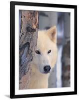 Gray Wolf, Canis Lupus-Lynn M^ Stone-Framed Premium Photographic Print