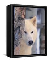 Gray Wolf, Canis Lupus-Lynn M^ Stone-Framed Stretched Canvas