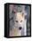 Gray Wolf, Canis Lupus-Lynn M^ Stone-Framed Stretched Canvas