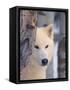 Gray Wolf, Canis Lupus-Lynn M^ Stone-Framed Stretched Canvas