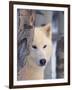 Gray Wolf, Canis Lupus-Lynn M^ Stone-Framed Photographic Print