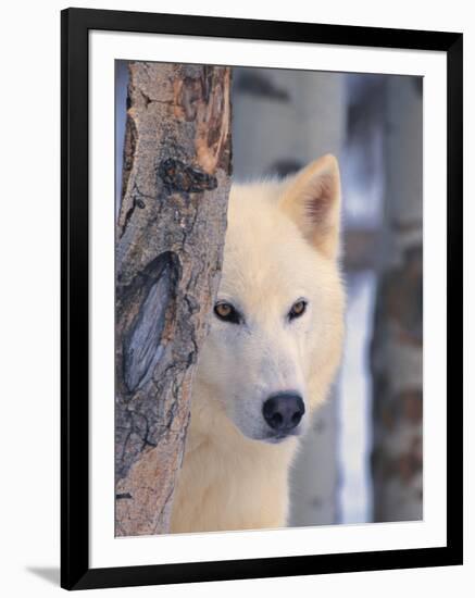 Gray Wolf, Canis Lupus-Lynn M^ Stone-Framed Photographic Print