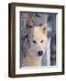 Gray Wolf, Canis Lupus-Lynn M^ Stone-Framed Photographic Print