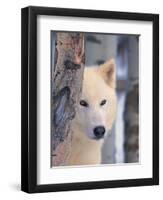 Gray Wolf, Canis Lupus-Lynn M^ Stone-Framed Photographic Print