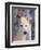 Gray Wolf, Canis Lupus-Lynn M^ Stone-Framed Photographic Print