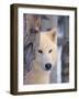 Gray Wolf, Canis Lupus-Lynn M^ Stone-Framed Photographic Print