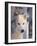 Gray Wolf, Canis Lupus-Lynn M^ Stone-Framed Photographic Print