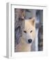 Gray Wolf, Canis Lupus-Lynn M^ Stone-Framed Photographic Print