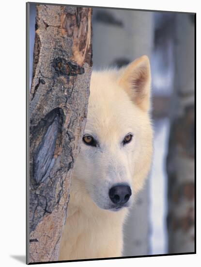 Gray Wolf, Canis Lupus-Lynn M^ Stone-Mounted Photographic Print