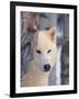 Gray Wolf, Canis Lupus-Lynn M^ Stone-Framed Photographic Print