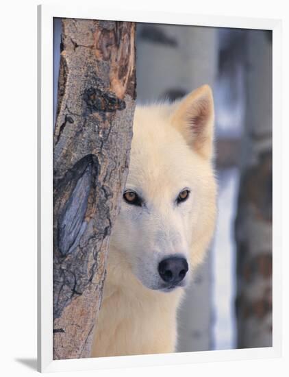 Gray Wolf, Canis Lupus-Lynn M^ Stone-Framed Photographic Print