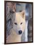 Gray Wolf, Canis Lupus-Lynn M^ Stone-Framed Photographic Print