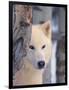 Gray Wolf, Canis Lupus-Lynn M^ Stone-Framed Photographic Print