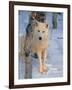 Gray Wolf, Canis Lupus-Lynn M^ Stone-Framed Photographic Print