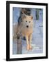 Gray Wolf, Canis Lupus-Lynn M^ Stone-Framed Photographic Print