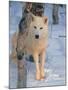 Gray Wolf, Canis Lupus-Lynn M^ Stone-Mounted Photographic Print