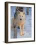 Gray Wolf, Canis Lupus-Lynn M^ Stone-Framed Photographic Print