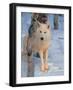 Gray Wolf, Canis Lupus-Lynn M^ Stone-Framed Photographic Print