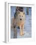 Gray Wolf, Canis Lupus-Lynn M^ Stone-Framed Photographic Print