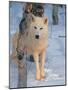 Gray Wolf, Canis Lupus-Lynn M^ Stone-Mounted Photographic Print