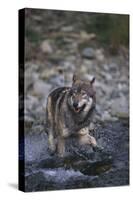 Gray Wolf Crossing a River-DLILLC-Stretched Canvas