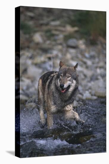 Gray Wolf Crossing a River-DLILLC-Stretched Canvas