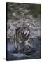 Gray Wolf Crossing a River-DLILLC-Stretched Canvas