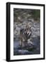 Gray Wolf Crossing a River-DLILLC-Framed Photographic Print