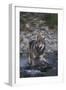 Gray Wolf Crossing a River-DLILLC-Framed Photographic Print