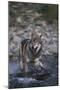 Gray Wolf Crossing a River-DLILLC-Mounted Photographic Print