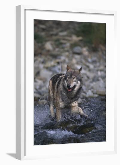 Gray Wolf Crossing a River-DLILLC-Framed Photographic Print