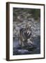 Gray Wolf Crossing a River-DLILLC-Framed Photographic Print