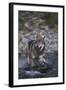 Gray Wolf Crossing a River-DLILLC-Framed Photographic Print